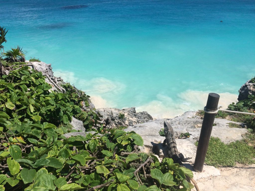 turquoise waters, with lizard and green bush