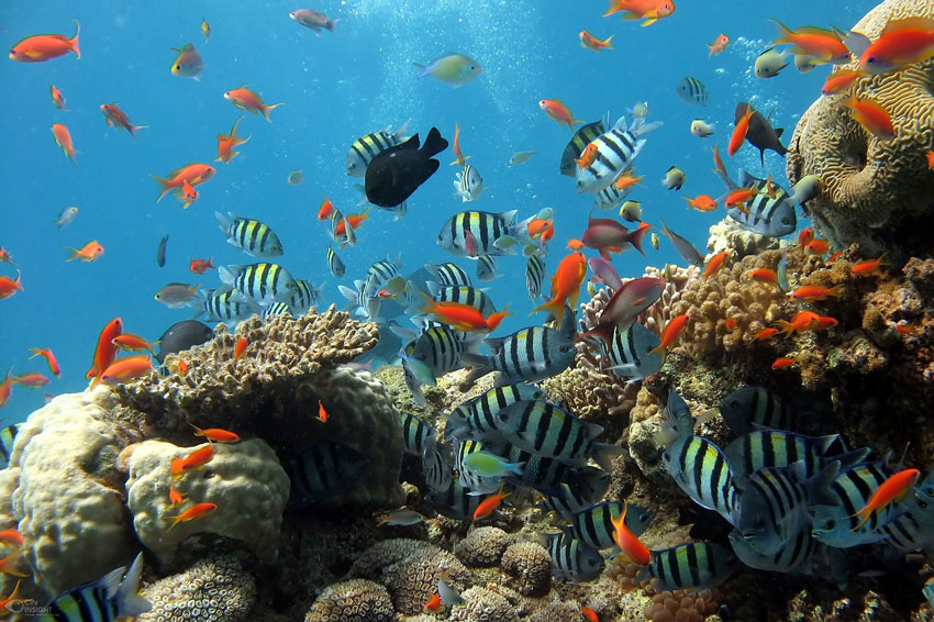 view on many fish and corals during a Malapascua diving trip