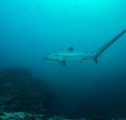 A thresher shark swimming in the blue ocean