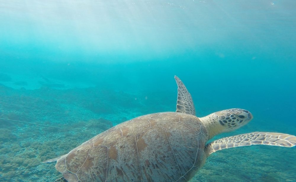 Perhentian diving- turtle