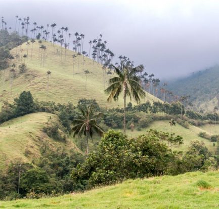 a view on Cocora Valley, Salento