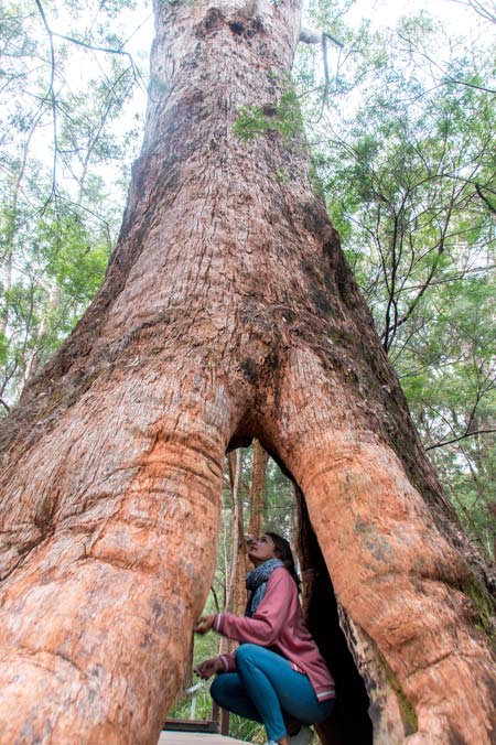 A woman sitting inside a burn out tree