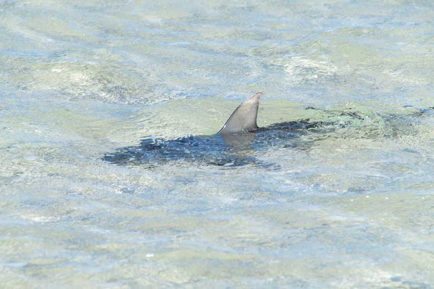 a black tip reef shark swimming in the shallow water of Big Lagoon