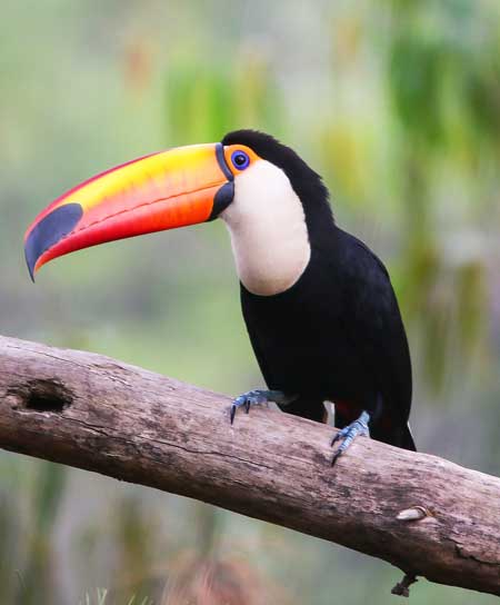 a bird with black body and orange beak called toucan