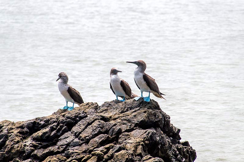 three birds with blue feet standing on a black rock with the ocean in the background on isla de la plata