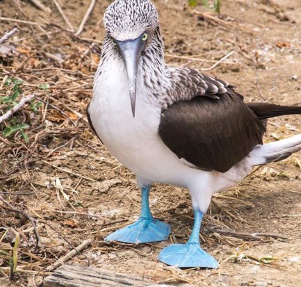 white bird with blue feet on Isla de la Plata