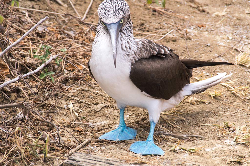 white bird with blue feet on Isla de la Plata