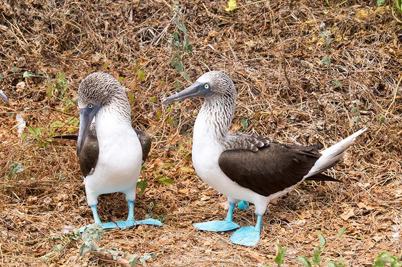 two birds with blue feet in front of the brown grass on  Isla de la Plata in Ecuador