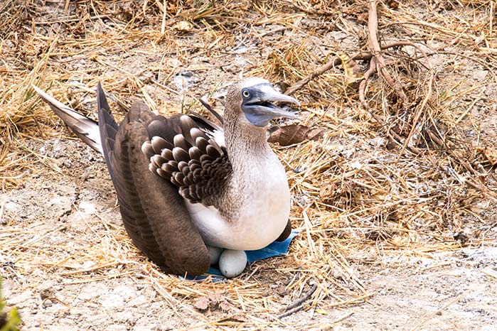 blue footed boobie laying on the floor and protecting her eggs