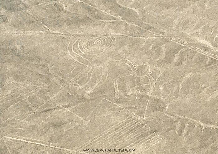 a drawing of a Nazca monkey engraved into brown earth