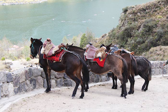 three horses look out at the quilotoa lake