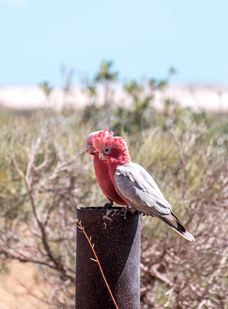 two cockatoos birds with pink heads sitting on the wooden pillar.