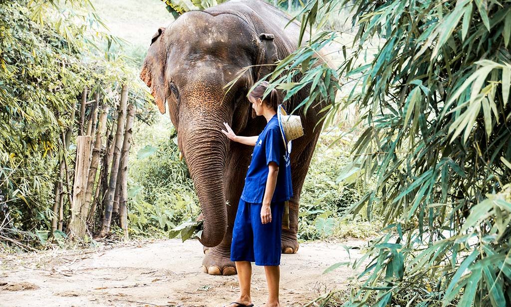woman wearing blue dress is standing next to the elephant in Chiang Mai, Thailand